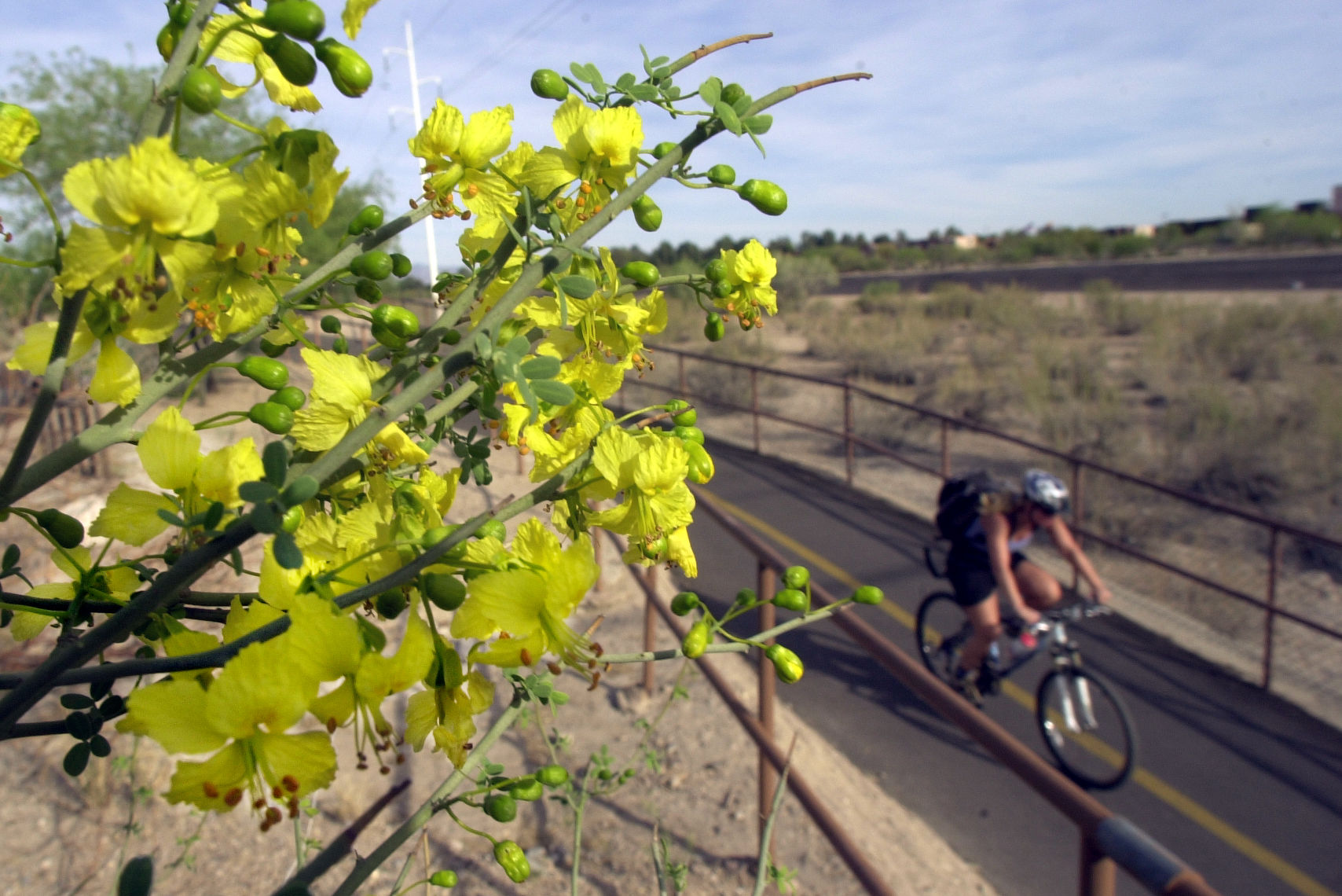 Palo Verde